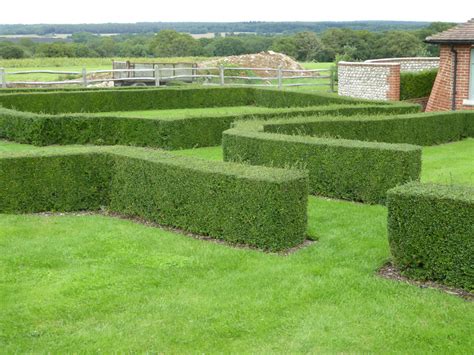 Lonicera Nitida Hedge Planting Distance - Maison & Jardin