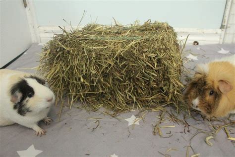 The Benefits of Feeding Your Guinea Pig Hay