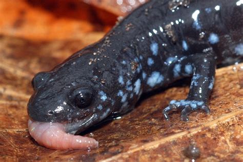 Blue Spotted Salamander Facts and Pictures