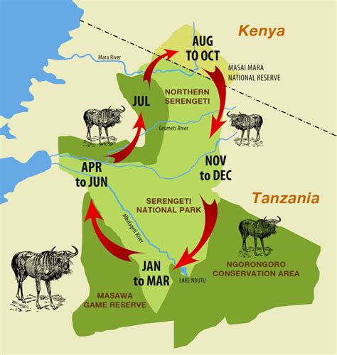 Wildebeest Migration Cycle | The great wildebeest migration