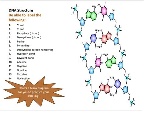 SOLVED: DNA Structure Be able to label the following: 5' end 3' end ...