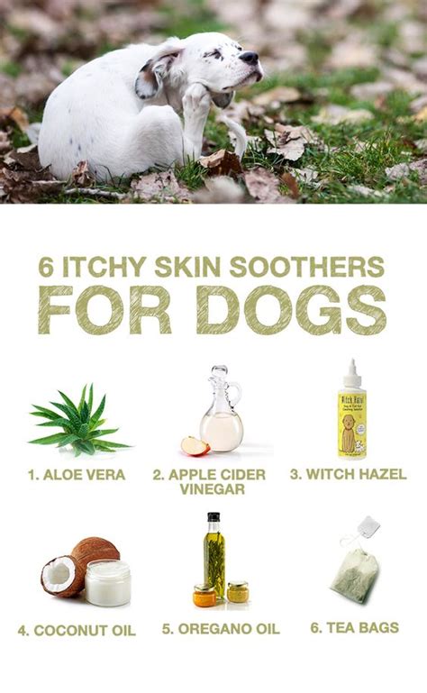 I love My Dog; Natural Pet Health,: Itchy Dog Home Remedies-Nu Vet Plus