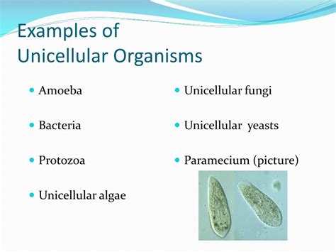 Examples Of Multicellular Organisms : The 8 Main Characteristics of ...