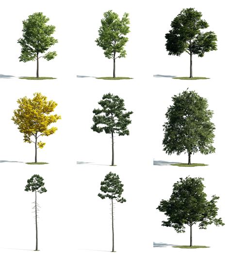 3D TREES [SKETCHUP MODELS - FREE DOWNLOAD] - Lumion Việt Nam