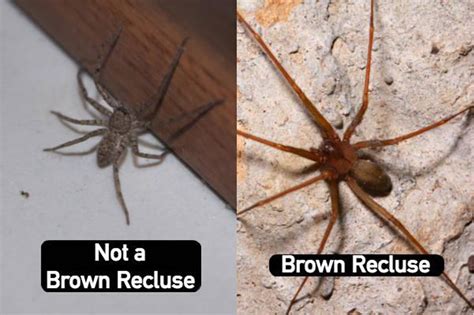 southern house spider vs brown recluse - Dahlia Hanes