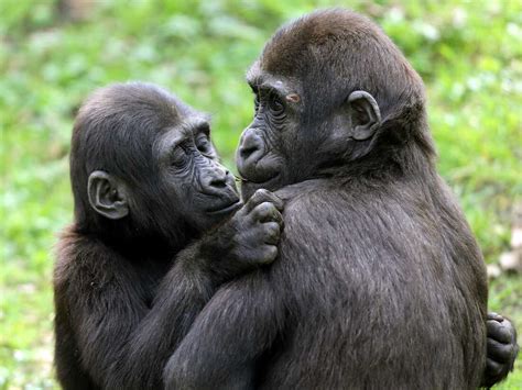 Opinion: Hugging is common and meaningful in the animal kingdom : NPR