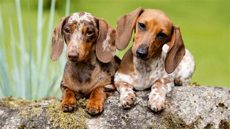 300 Most Popular Dachshund Names