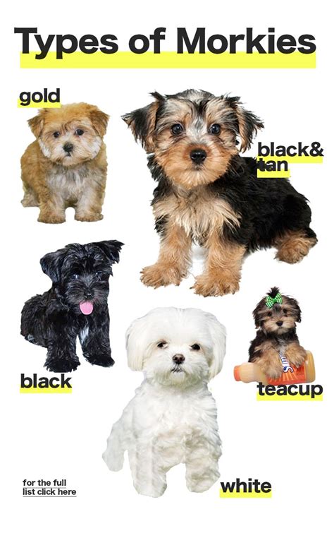 The different types of Morkie dogs colors and sizes | Morkie puppies ...