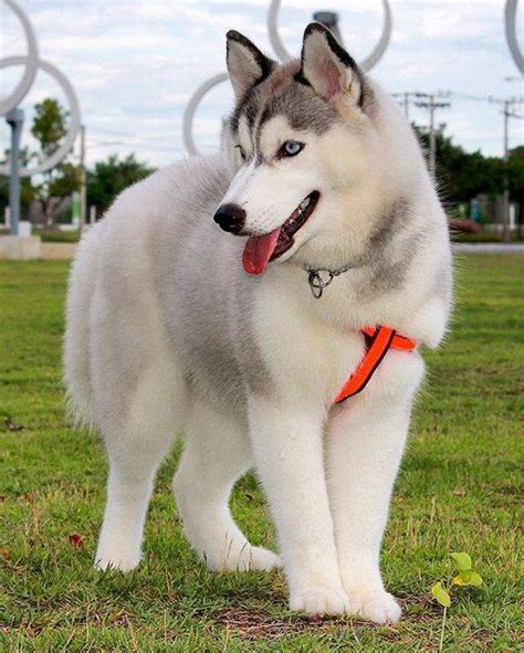 6 Things To Know Before Getting A Siberian Husky - Inside Dogs World