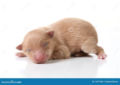 Newborn Pomeranian Puppy Sleeping on White Backgro Stock Photo - Image ...