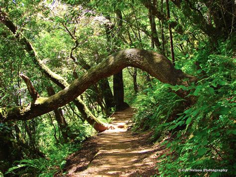 Cat Nelson Photography: Muir Woods Trail - CA