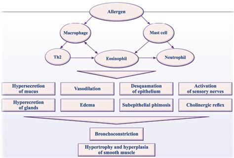 Pathophysiology Of Bronchial Asthma Pathophysiology Of Asthma Diagram ...