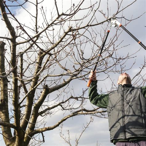 Winter Tree Pruning Process - Elite Tree Care