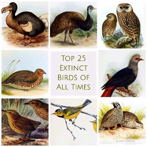 Top 105 + Extinct animals with names - Inoticia.net