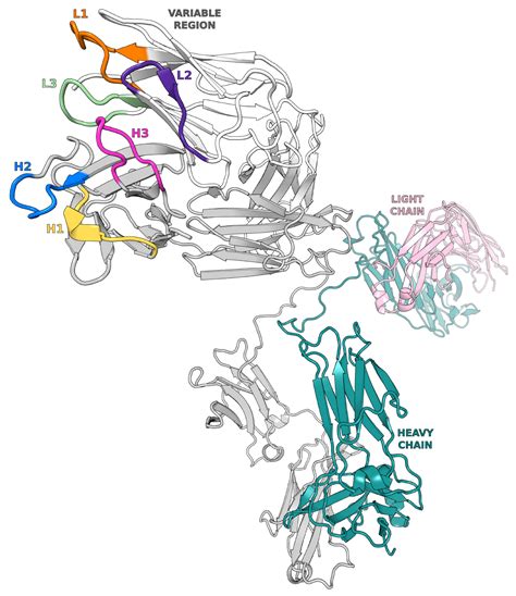 Improving the accuracy of CDR-H3 structure prediction | Oxford Protein ...