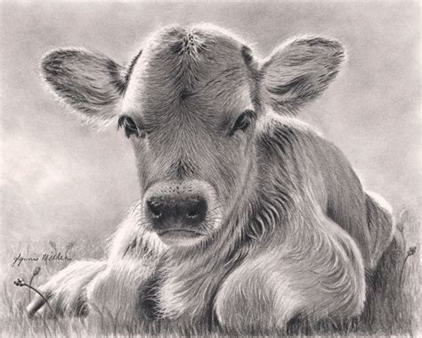 "Spring calf" by Glynnis Miller Pencil ~ 8 x 10 | Pencil drawings of ...