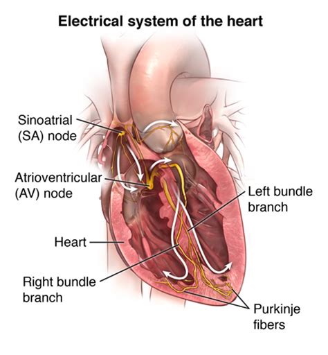 14+ Nodes In Heart Diagram - TaylorOrin