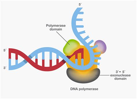 SmarTaq DNA Polymerase: for highly specific PCR, multiplex PCR and high ...