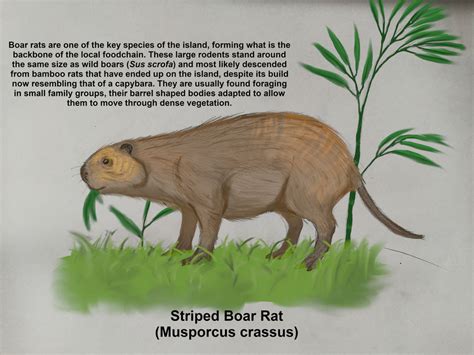 Striped Boar Rat: Skull Island Challenge by ArminReindl on DeviantArt