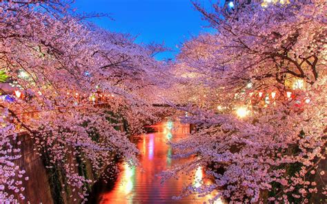 Cherry Blossom Trees, HD Nature, 4k Wallpapers, Images, Backgrounds ...