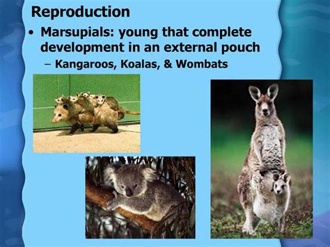 Mammals. - ppt download