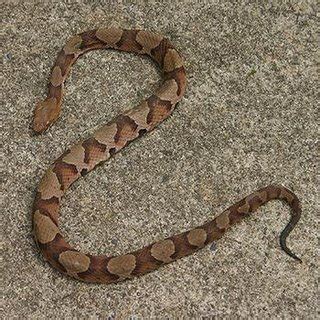 A Copperhead Snake Bit my pregnant dog: Our story