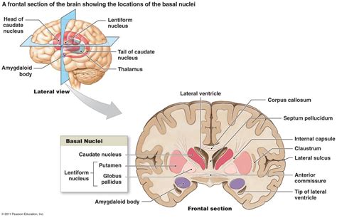 The corpus striatum, or "striped body" consists of the basal ganglia ...