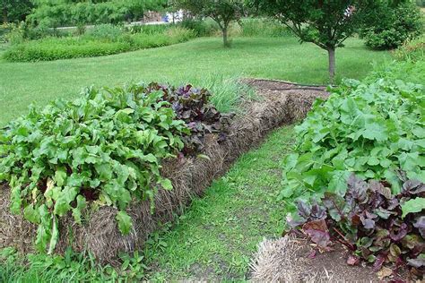 Hay Bale Gardening: What to Know | The Family Handyman