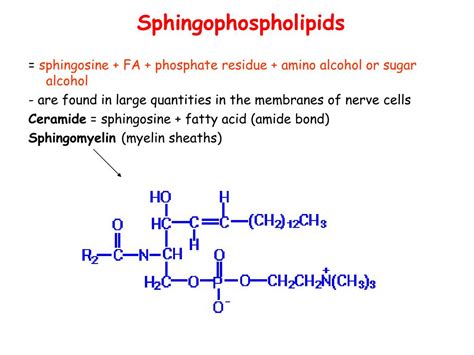 PPT - Structure of lipids PowerPoint Presentation, free download - ID ...