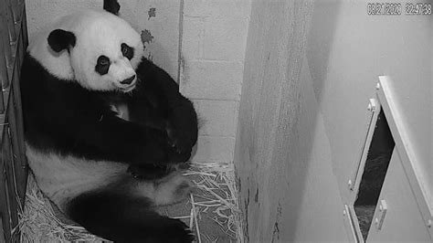 Baby Panda