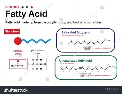 904 Saturated Fatty Acids Images, Stock Photos & Vectors | Shutterstock