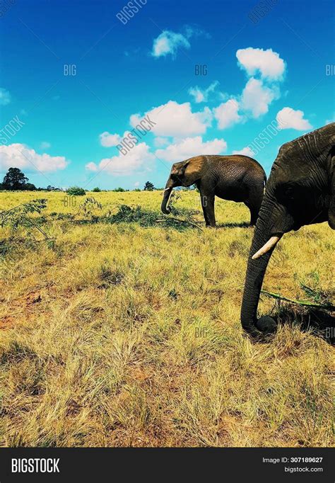 Elephants Eating Grass Image & Photo (Free Trial) | Bigstock