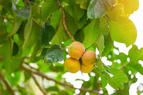 Savor the Santol: Grow, Taste, and Thrive with This Tropical Powerhouse ...