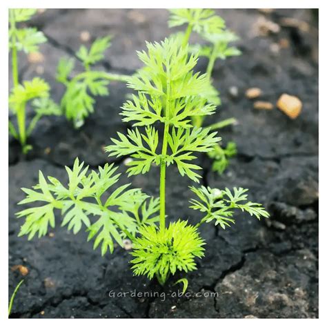 Explore Carrot Growth Stages: From Seeds To Harvest