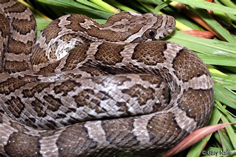 Pantherophis emoryi - Great Plains Ratsnake