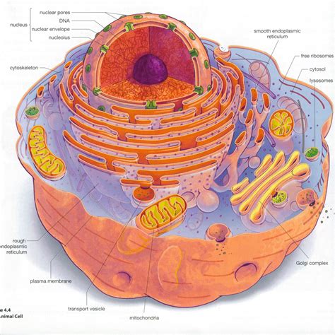 Eukaryotic cell structure diagrams : Biological Science Picture ...