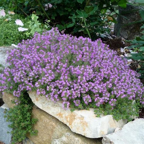 Creeping Thyme Seeds | Flower Seeds in Packets & Bulk | Eden Brothers ...