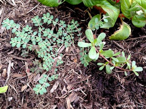 Common Purslane | Purdue University Turfgrass Science at Purdue University