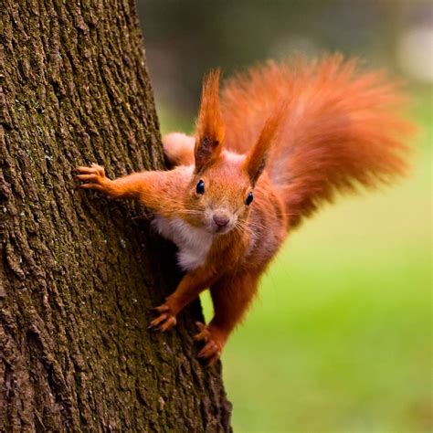 Red Squirrel Appreciation Day 2024 Theme - Saree Corrinne