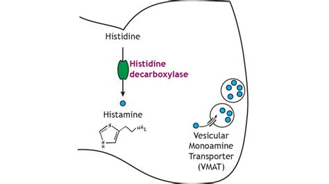 Neurotransmitters: Biogenic Amines (Serotonin, Histamine ...