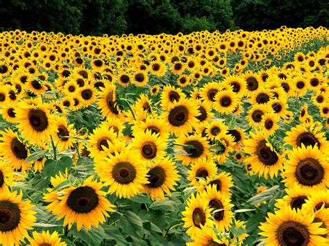 Field of Sunflowers Wallpapers | HD Wallpapers | ID #5677