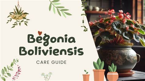 Begonia Boliviensis: Your Path to Expert Care