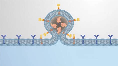 Encyclopedia of Experiments | Gene Transfer Techniques | JoVE