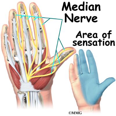 Wrist Anatomy | eOrthopod.com