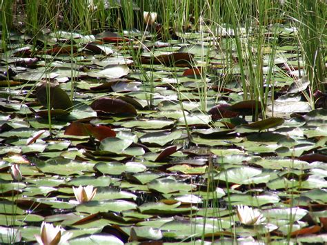 Ponds and Marshes