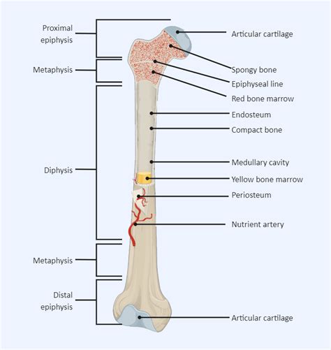 Long Bone Labeled | Medical school essentials, Science diagrams, School ...