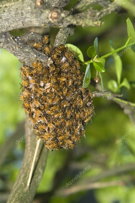 Honey Bee Swarm Stock Photo by ©searagen 7358526