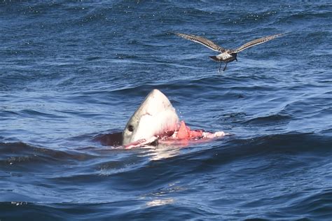 Dramatic, bloody photos show shark attacking seal off California coast