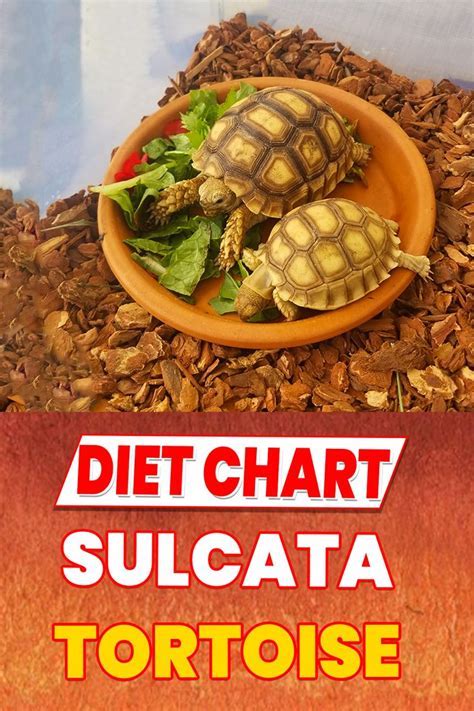 Food list & diet for the ULTIMATE SULCATA spurred Tortoise [Updated Guide]