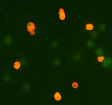 Human/Mouse Active Caspase-3 Antibody, R D Systems 50μg; Unlabeled ...